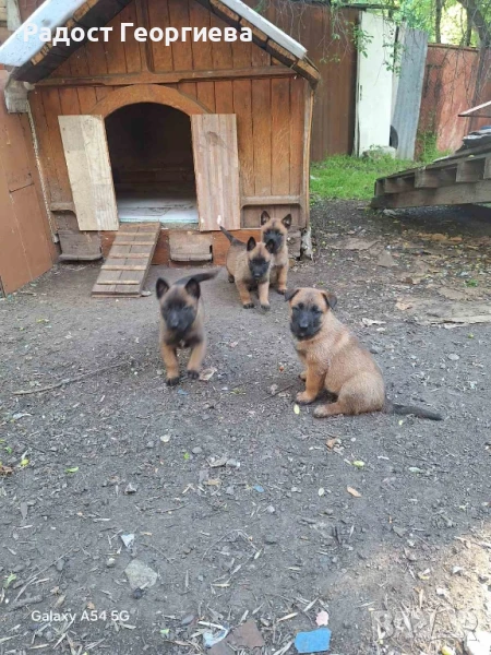 Белгийски овчарки, снимка 1