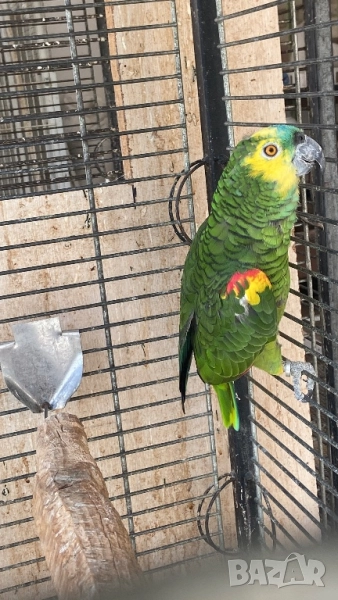 Мъжка синьочела амазона , снимка 1