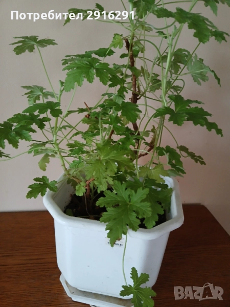 Цвете индрише, на 3 години  много здрав екземпляр, в саксия, снимка 1