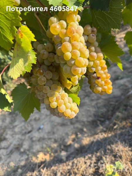 Ароматен Ркацител , снимка 1