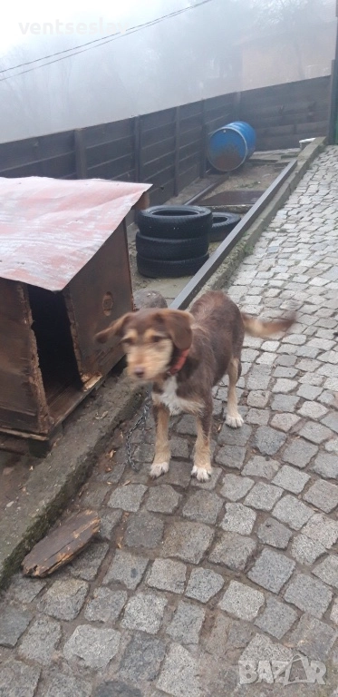 Ловно куче барак, снимка 1