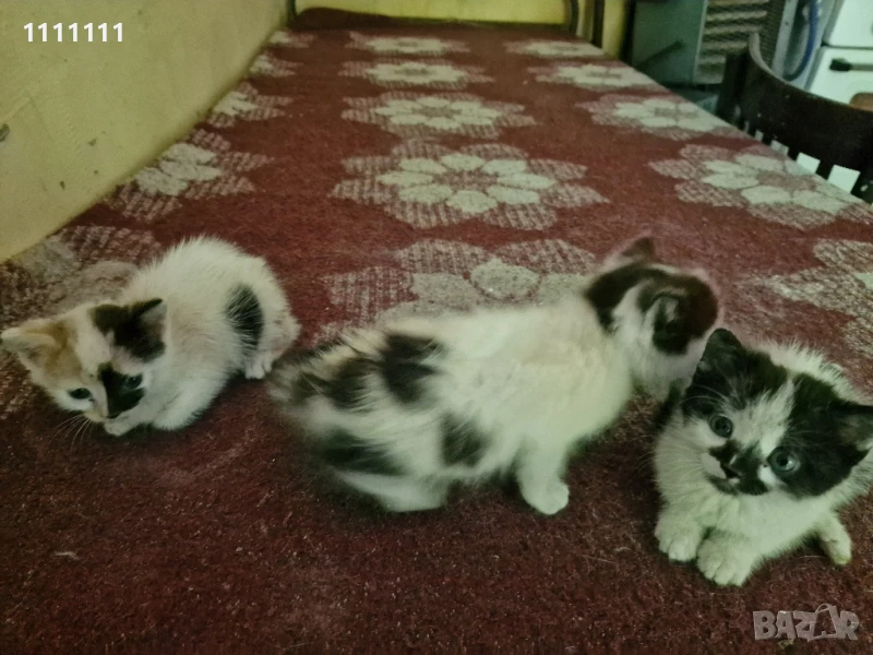 Подарявам малки котки, снимка 1