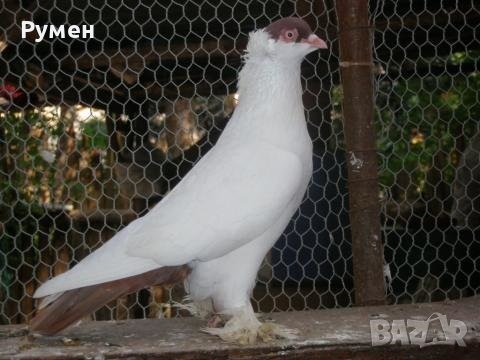 Гълъби Кепета, снимка 1