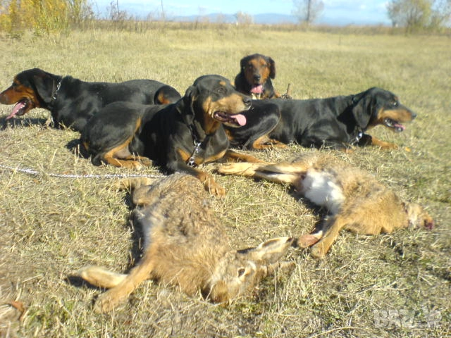 Гончета обучени за лов , снимка 1