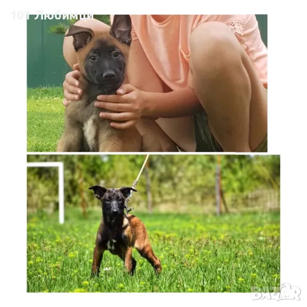 Белгийска овчарка -Малино, снимка 1