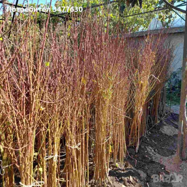 Овощни плодни дръвчета , снимка 1