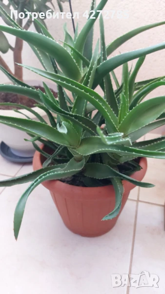 Алое голямо, снимка 1