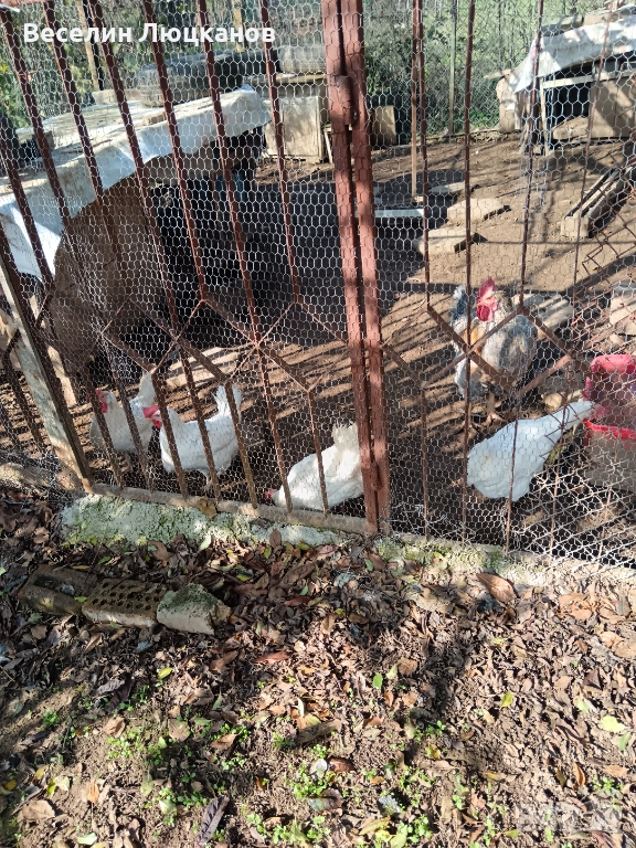 Кокошки Бял легхорн, снимка 1