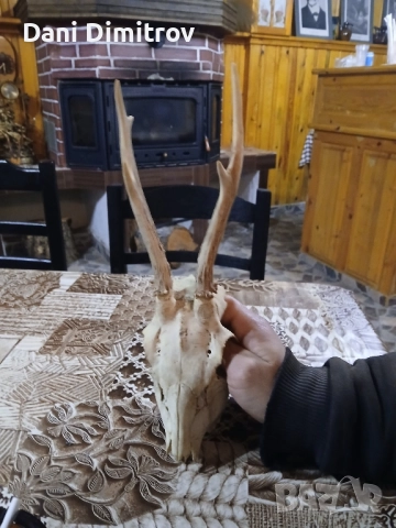 Продавам ловен трофей глава с рога 