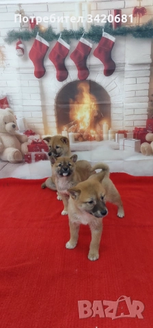 Шиба Ину  Shiba inu , снимка 6 - Шиба ину - 52341529