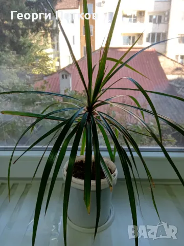 Драцена Маргината / Dracaena marginata., снимка 3 - Стайни растения - 49556985