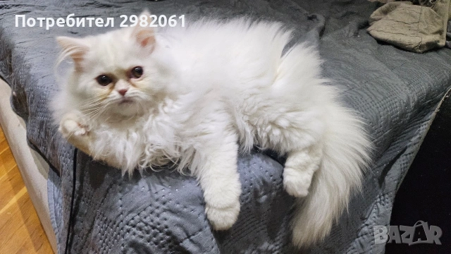 Продавам персийско котенце , снимка 6 - Други - 53414318