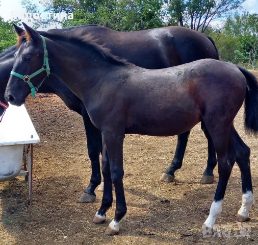 Дунавско конче , снимка 1