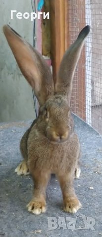 Белгийски великан , снимка 5 - Други - 39937959