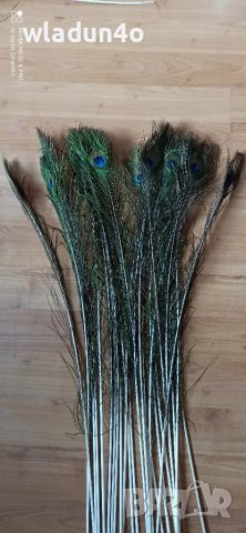 	Паунови пера-2,50лв, снимка 8 - Декорация за дома - 50191512