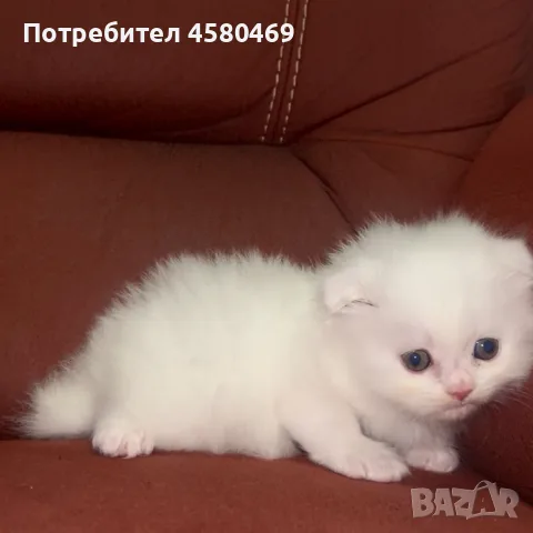 Шотландска клепоуха