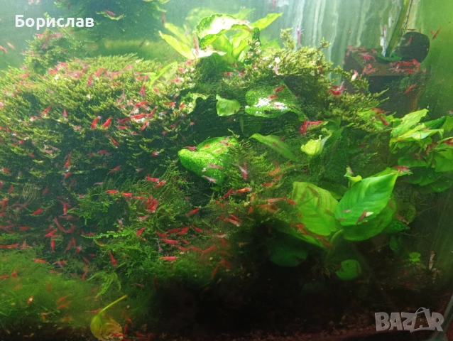 Охлюви мелания спираловидни. Скариди ред чери неокаридина., снимка 4 - Други - 53207101