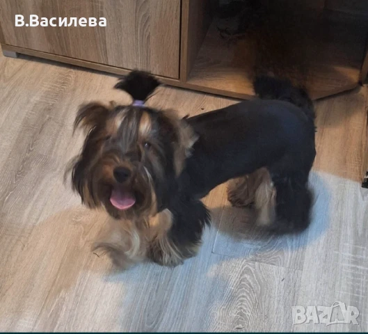 Йоркширски териер-момиче, снимка 3 - Йоркширски териер - 50828126