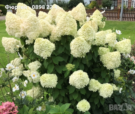Хортензия паникулата Limelight, снимка 4 - Разсади - 51746749