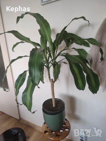 голяма палма, снимка 3 - Стайни растения - 53379046