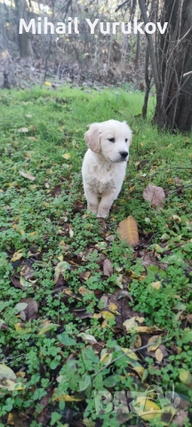 Голдън ретривър , снимка 2 - Голдън ретривър - 52402933