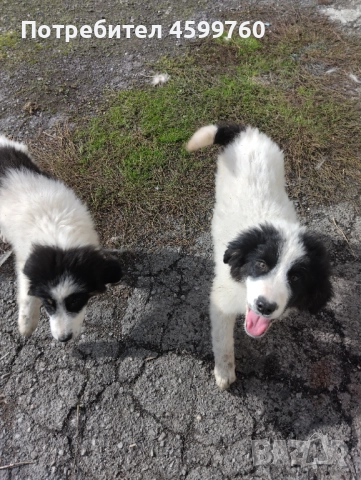 Българско овчарско куче - 2 бр. женски, снимка 13 - Каракачанска овчарка - 51979059