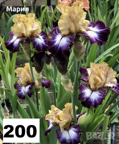 Сортови вискоки ириси /брадати ириси, снимка 17 - Градински цветя и растения - 51459166