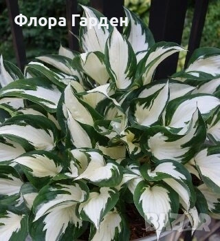 ХОСТА - Коренища, снимка 7 - Градински цветя и растения - 49488937