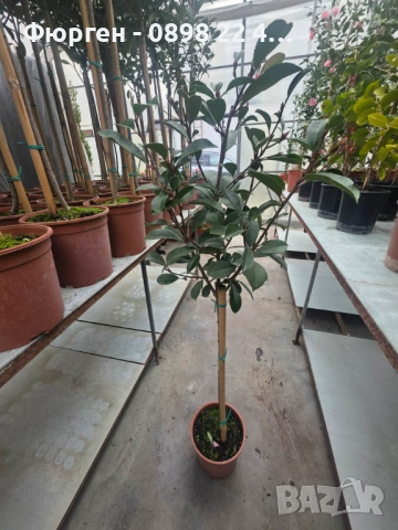 🌿 Фотиния (Photinia) – декоративна вечнозелена щамба, снимка 4 - Разсади - 53286869