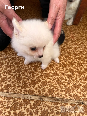 Продавам померанчета, снимка 4 - Померан - 53746809