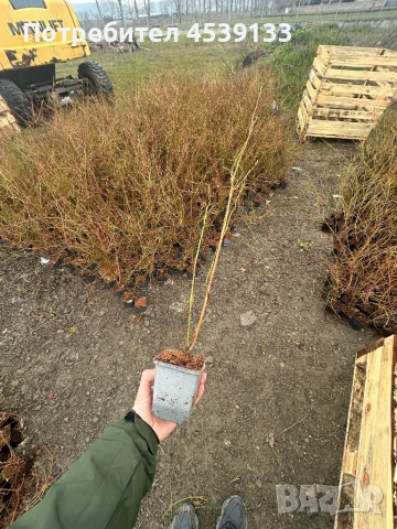 боровинки сорт БЛУКРОП Растенията са 3 годишни