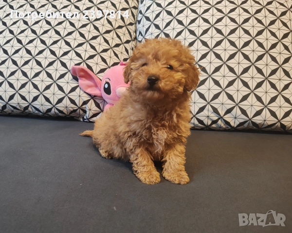 Малтипу , снимка 7 - Пудели - 53143511