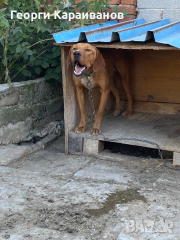 Гонче дълго гонещо , снимка 2 - Гонче - 52184081