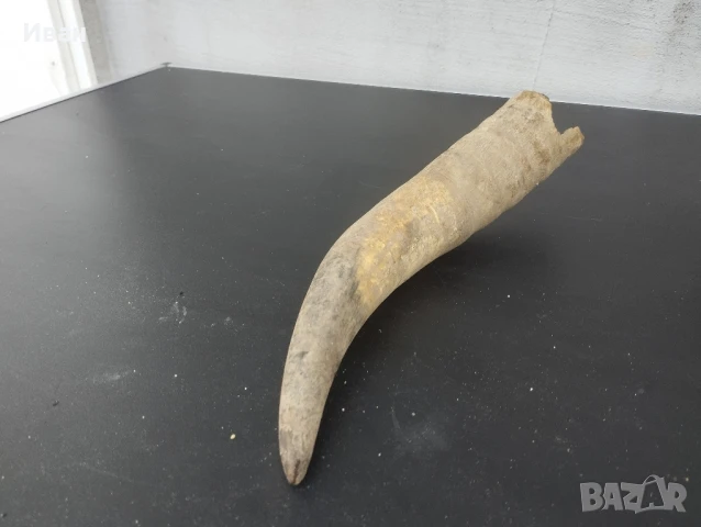 Чифт биволски рога , снимка 4 - Антикварни и старинни предмети - 51060413