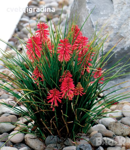 Kniphofia Poco red (Книфофия Малка червена), снимка 2 - Градински цветя и растения - 42592287