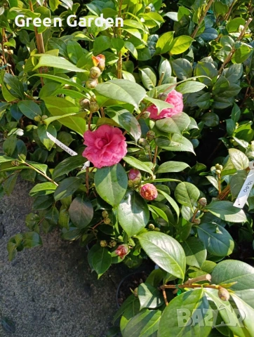 Камелия 140 см., снимка 2 - Градински цветя и растения - 53412571