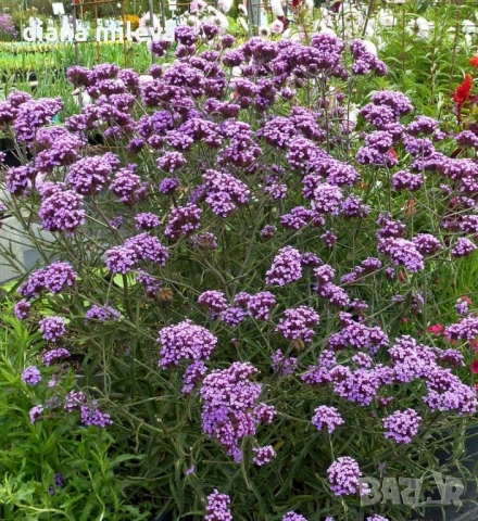 Вербена многогодишна, Verbena Bonariensis Bonnie Blue, снимка 3 - Градински цветя и растения - 52426647