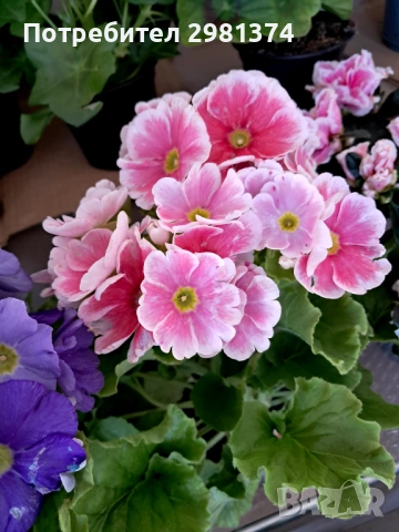 Примула(Стайна иглика)