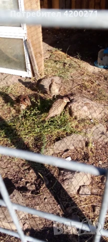  Фазани , снимка 6 - други­ - 49542295