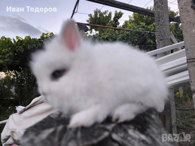 Декоративни зайчета-лъвска глава , снимка 3 - Декоративни зайчета - 41783539