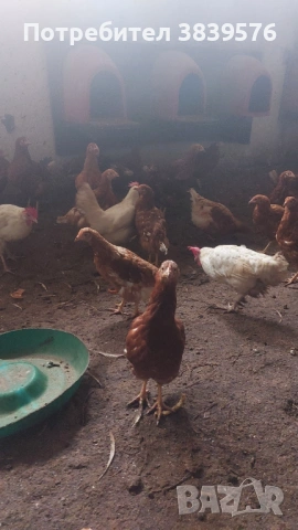 Кокошки Ярки, снимка 2 - Кокошки и пуйки - 53015872