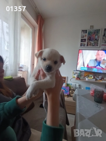 Чихопинчер , снимка 4 - Чихуахуа - 52404586