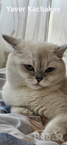 британска търси мъжки, снимка 3 - Британска късокосместа - 52270742