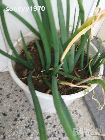 лук в саксия за кухнята 2202241458, снимка 6 - Стайни растения - 44417762