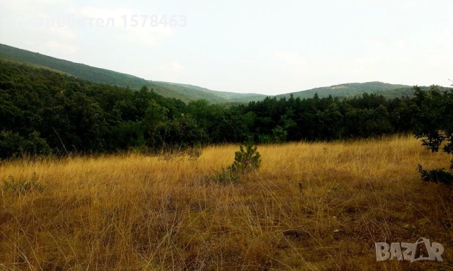 Продавам горска територия-иглолистна гора, снимка 7 - Земеделска земя - 53449944