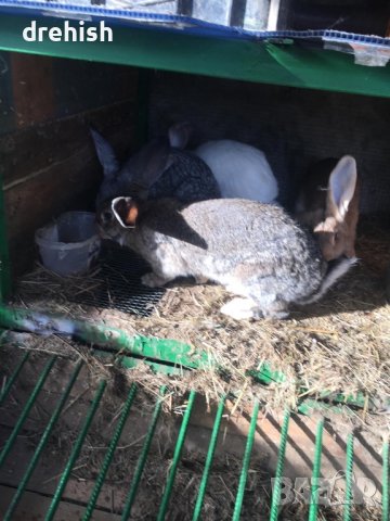 Зайци, снимка 2 - Други - 42741291