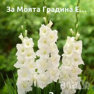 Гладиоли , снимка 2 - Градински цветя и растения - 49762560
