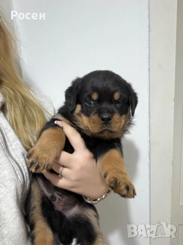 Бебета Ротвайлери, снимка 5 - Ротвайлер - 52865392