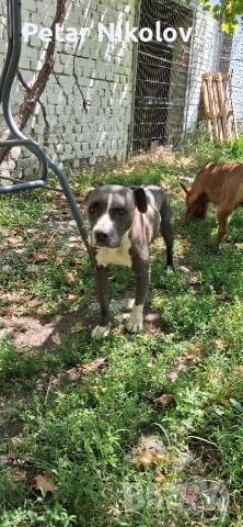 питбулчета, снимка 6 - Питбул - 53259618