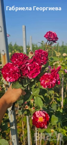 Щамбови рози на гол корен , снимка 10 - Градински цветя и растения - 52324650